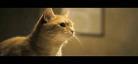 流浪的猫鲍勃电影